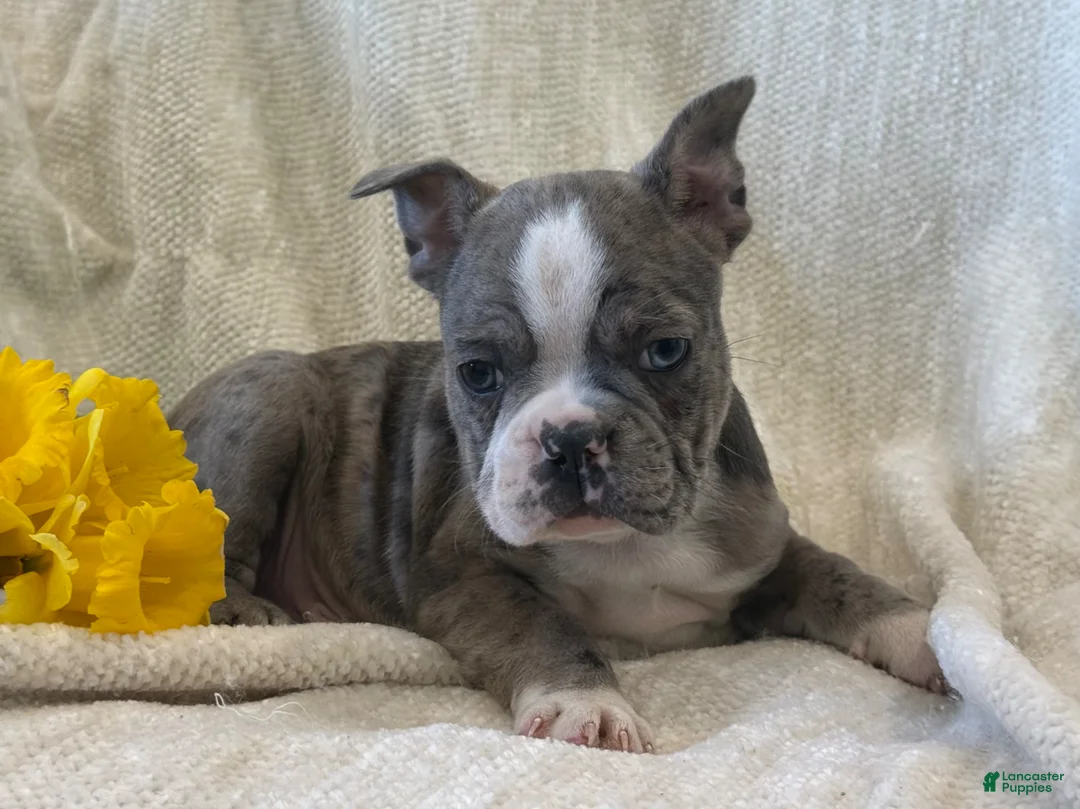 Frenchton dogs for sale: Kyron - Ad 2