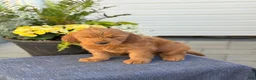 Goldendoodle dogs for sale: Tommy - Ad 12