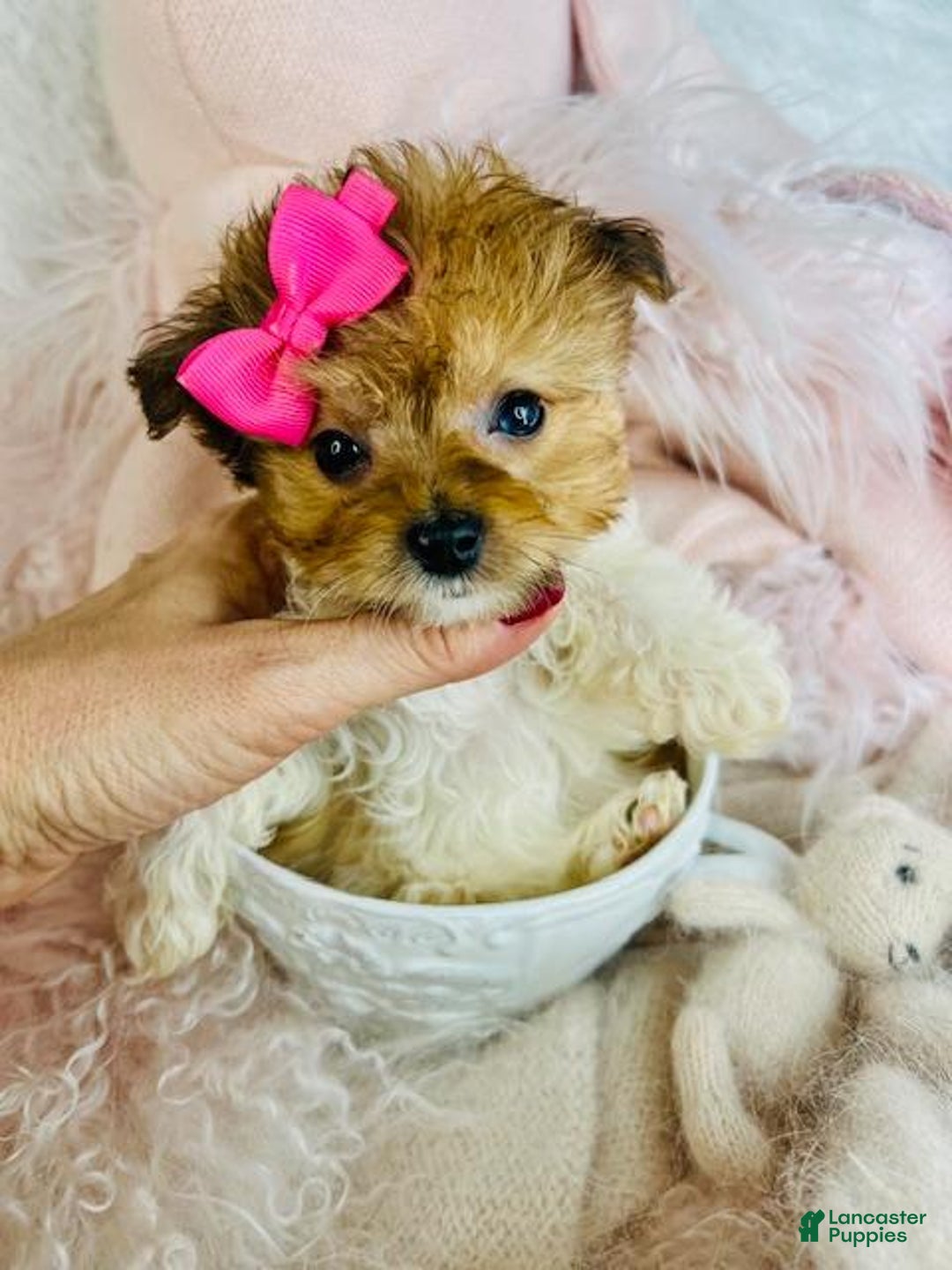 Pomapoo dogs for sale: Pomapoo Puppy 1 - Ad 2