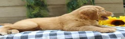 Golden Retriever dogs for sale: Trixie - Ad 5