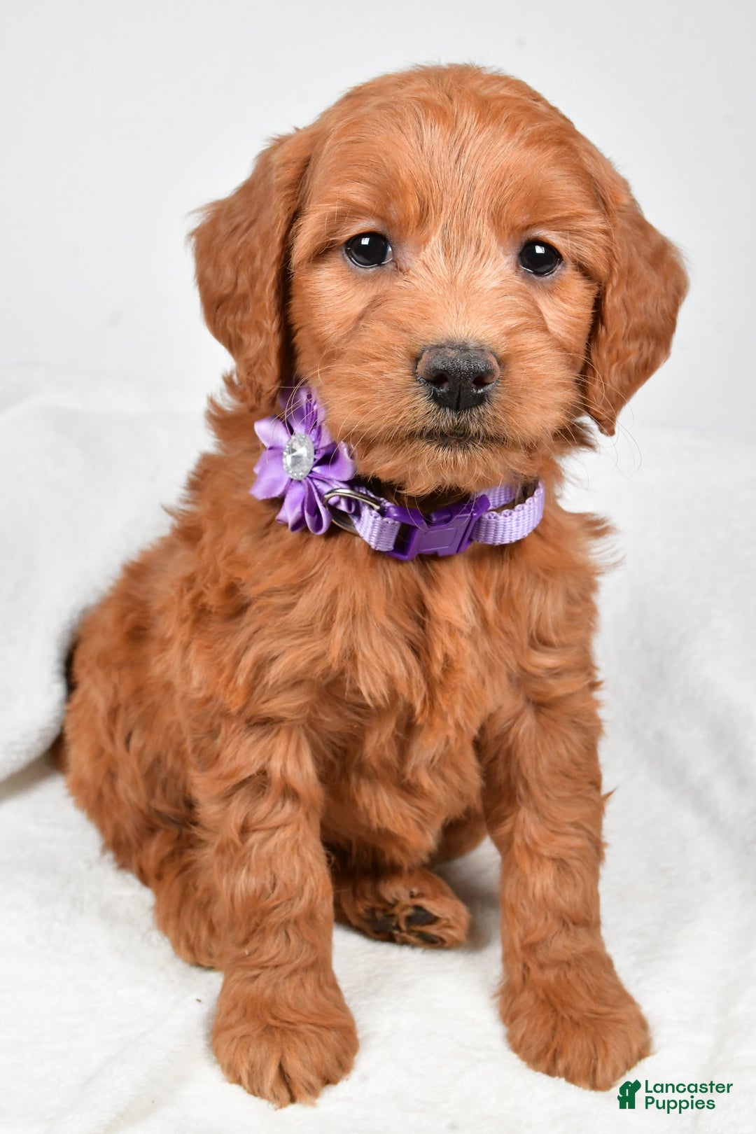 Mini Goldendoodle dogs for sale: Barb - Ad 7