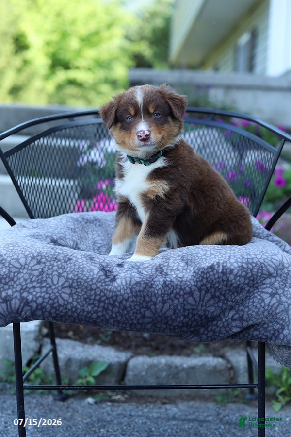 Australian Shepherd dogs Rusty - Ad 1
