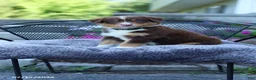 Australian Shepherd dogs for sale: Rusty - Ad 1