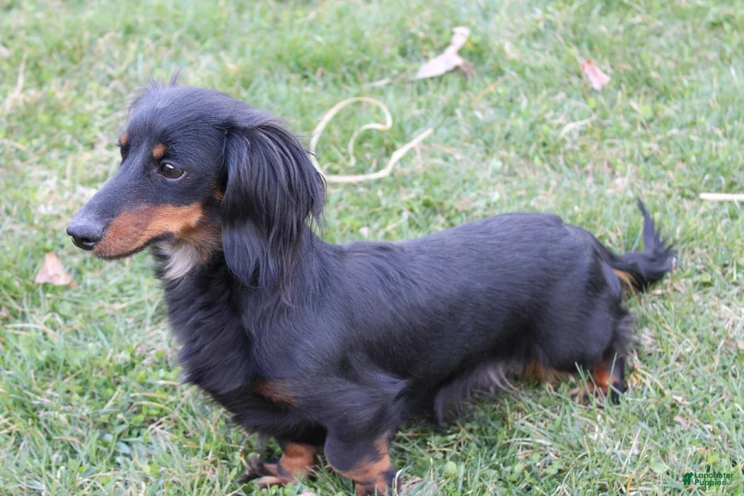 Miniature Dachshund dogs for sale: AKC JOY - Ad 12