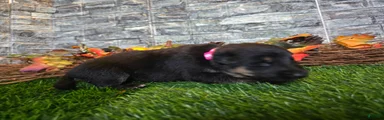 German Shepherd 6