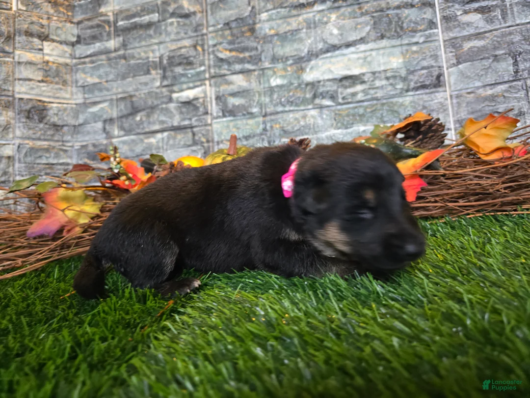 German Shepherd dogs for sale: German Shepherd 6 - Ad 1