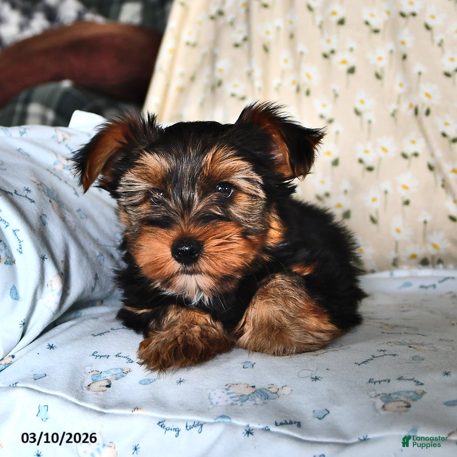 Yorkshire Terrier dogs Quinn - Ad 2