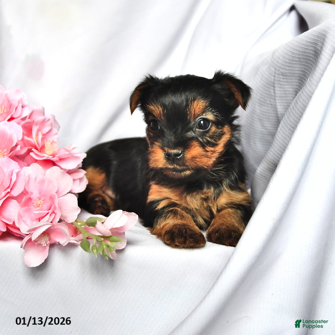 Yorkshire Terrier dogs for sale: Jade - Ad 3