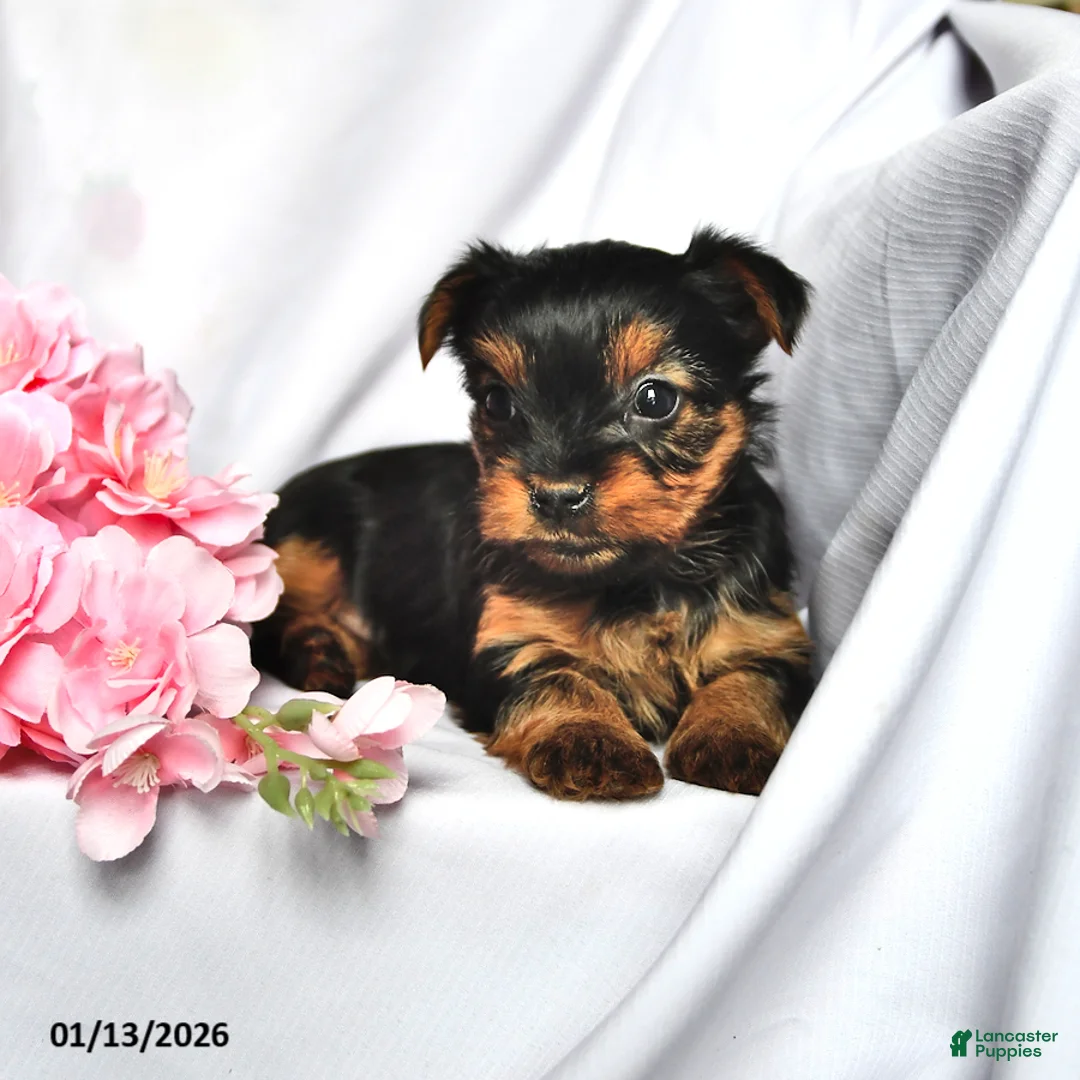 Yorkshire Terrier dogs for sale: Jade - Ad 10