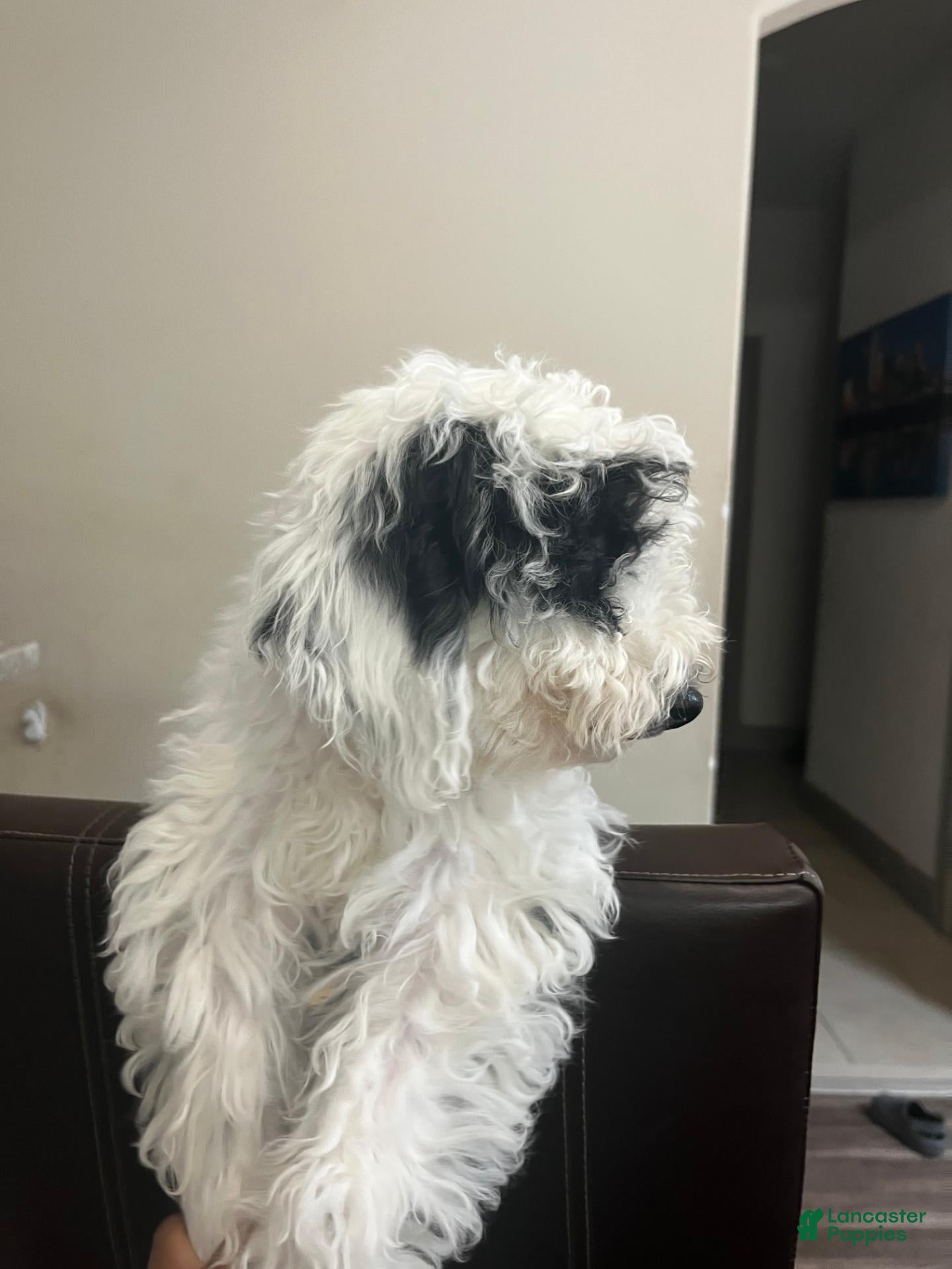 Mini Goldendoodle dogs Mini Goldendoodle 1 - Ad 2