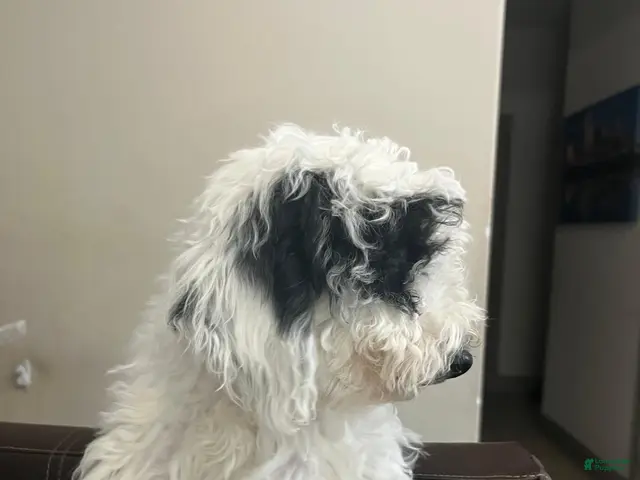 Mini Goldendoodle dogs for sale: Mini Goldendoodle 1 - Ad 2