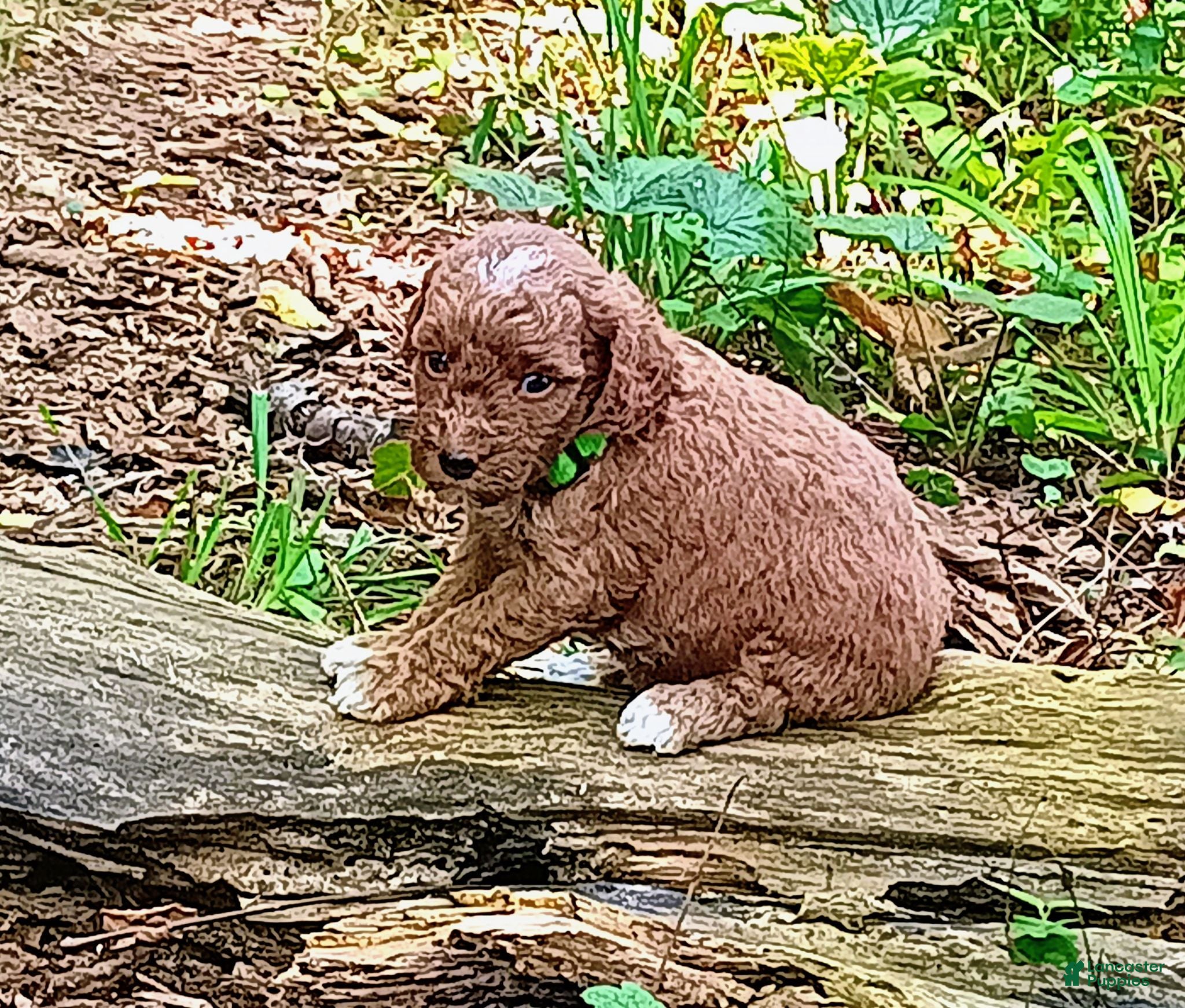 Miniature Poodle dogs Odey - Ad 2