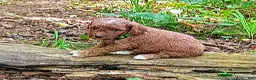 Miniature Poodle dogs for sale: Odey - Ad 2