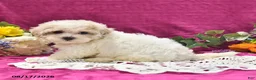 Maltipoo dogs for sale: Nugget - Ad 3
