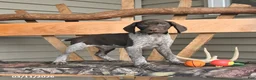 German Shorthaired Pointer dogs for sale: Wally - Ad 4