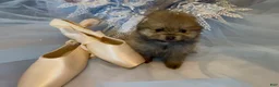 Pomeranian dogs for sale: Biscotti - Ad 10