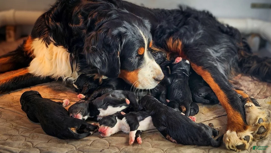 Bernedoodle dogs for sale: Gretchen  - Ad 2