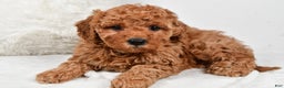 Mini Goldendoodle dogs for sale: Callie - Ad 3