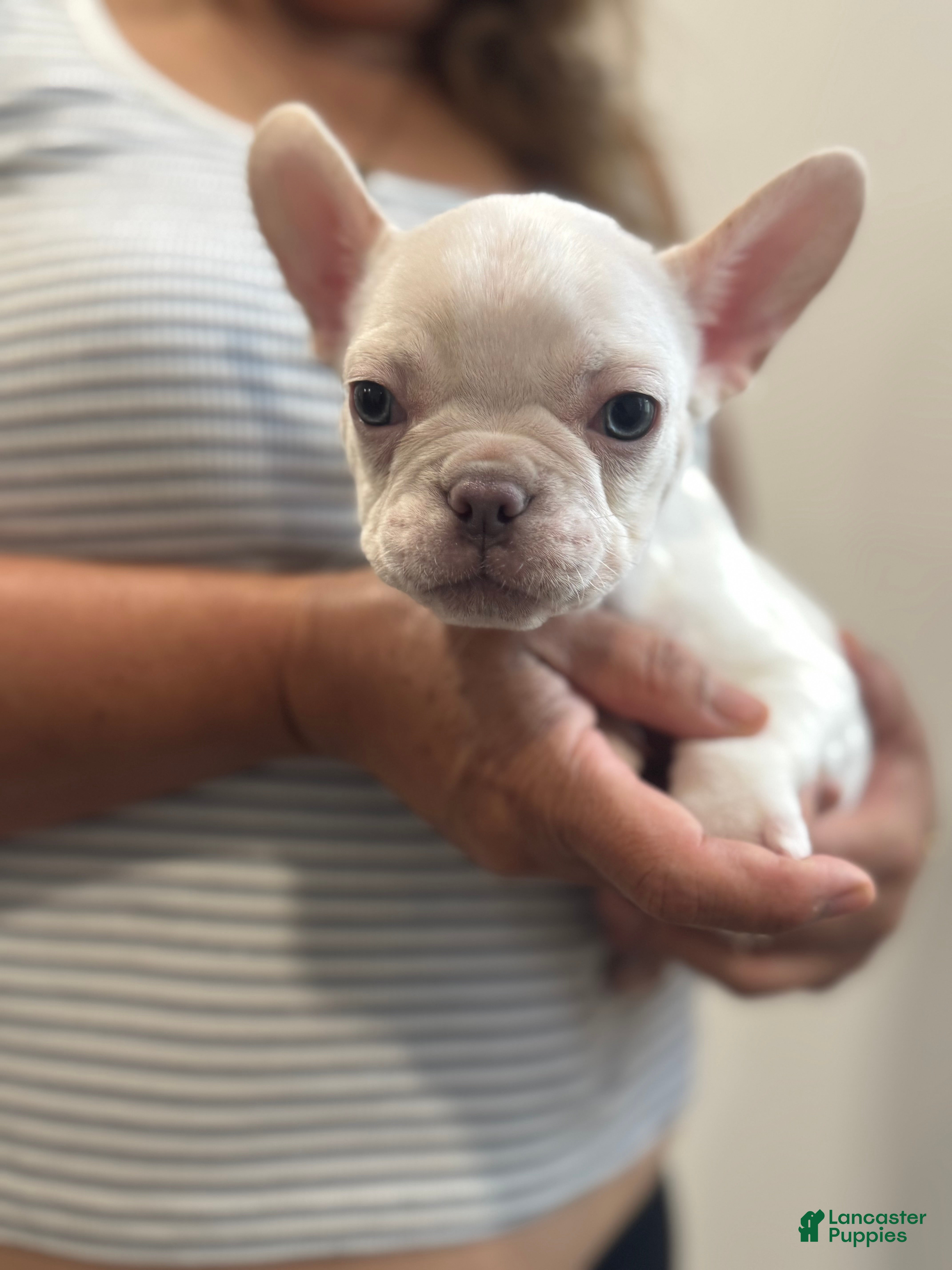 French Bulldog dogs French Bulldog Puppy 2 - Ad 22