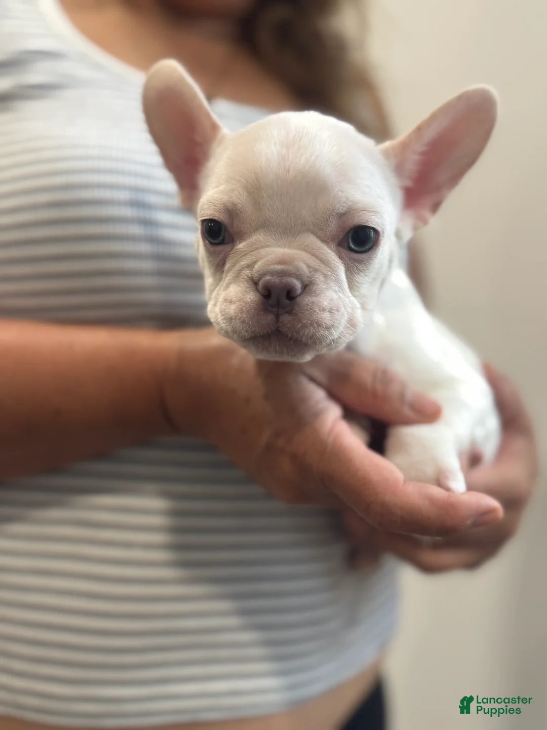 French Bulldog dogs for sale: French Bulldog Puppy 2 - Ad 1