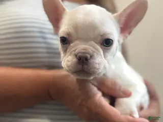 French Bulldog dogs French Bulldog Puppy 2 - Ad 22