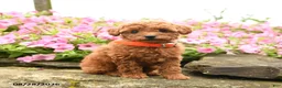 Miniature Poodle dogs for sale: Strawberry - Ad 2
