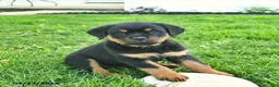 Rottweiler dogs for sale: Buttercup  - Ad 4