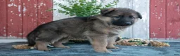 German Shepherd dogs for sale: Kyrie - Ad 3