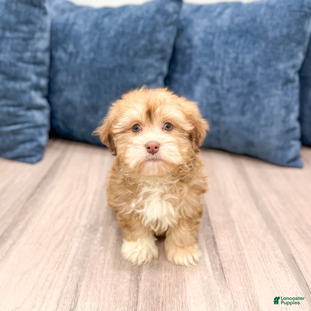 Havanese dogs for sale: Hunter - Ad 5
