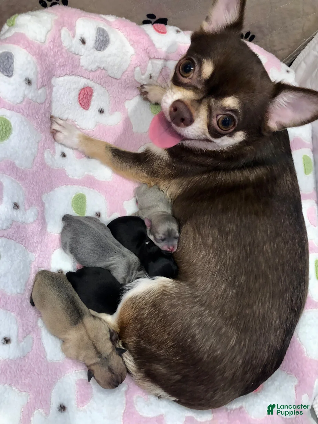 Chihuahua dogs for sale: Chihuahua Puppy 2 - Ad 5