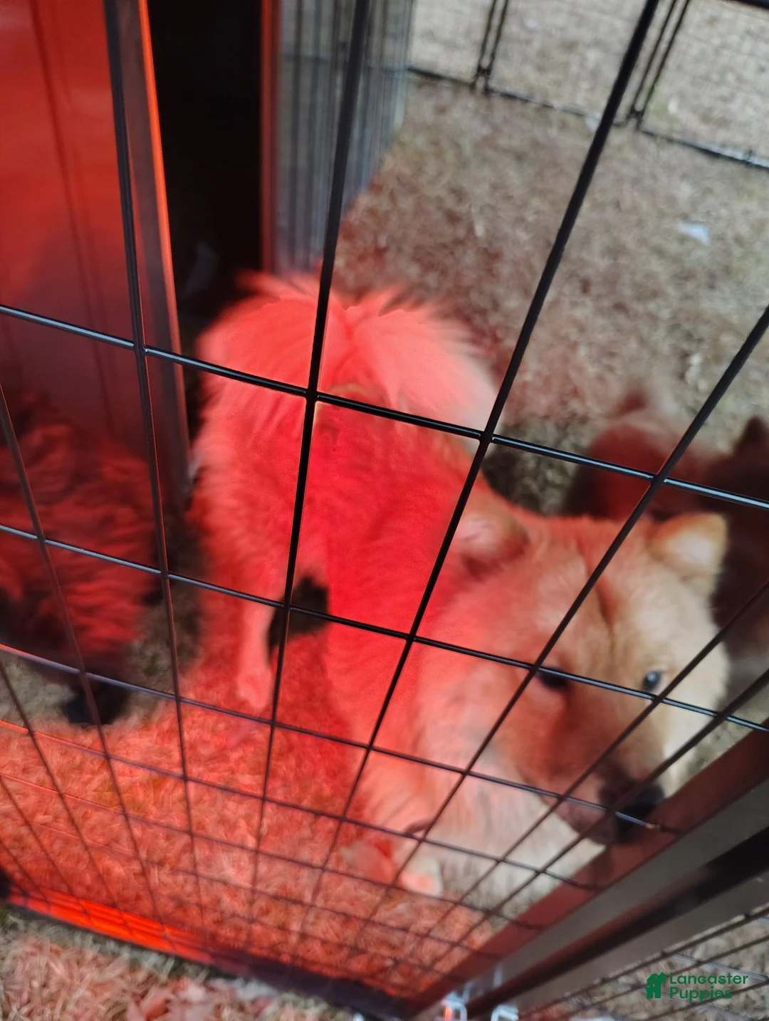 Chow Chow dogs for sale: Merida - Ad 3
