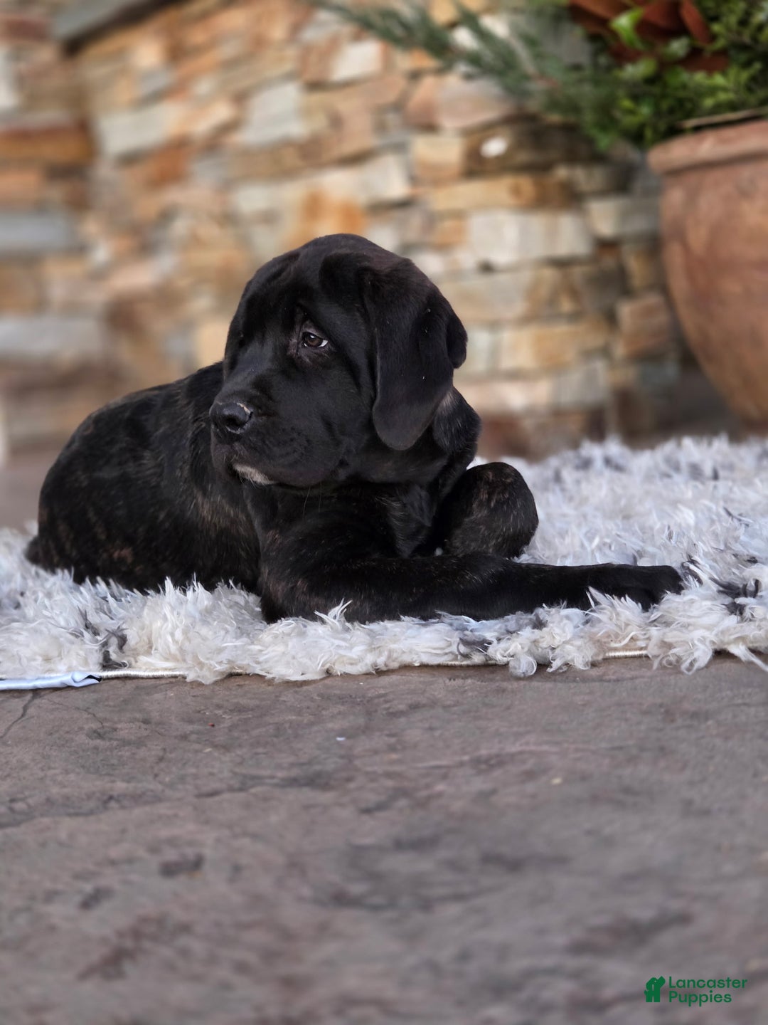 English Mastiff dogs for sale: English Mastiff Puppy 2 - Ad 1