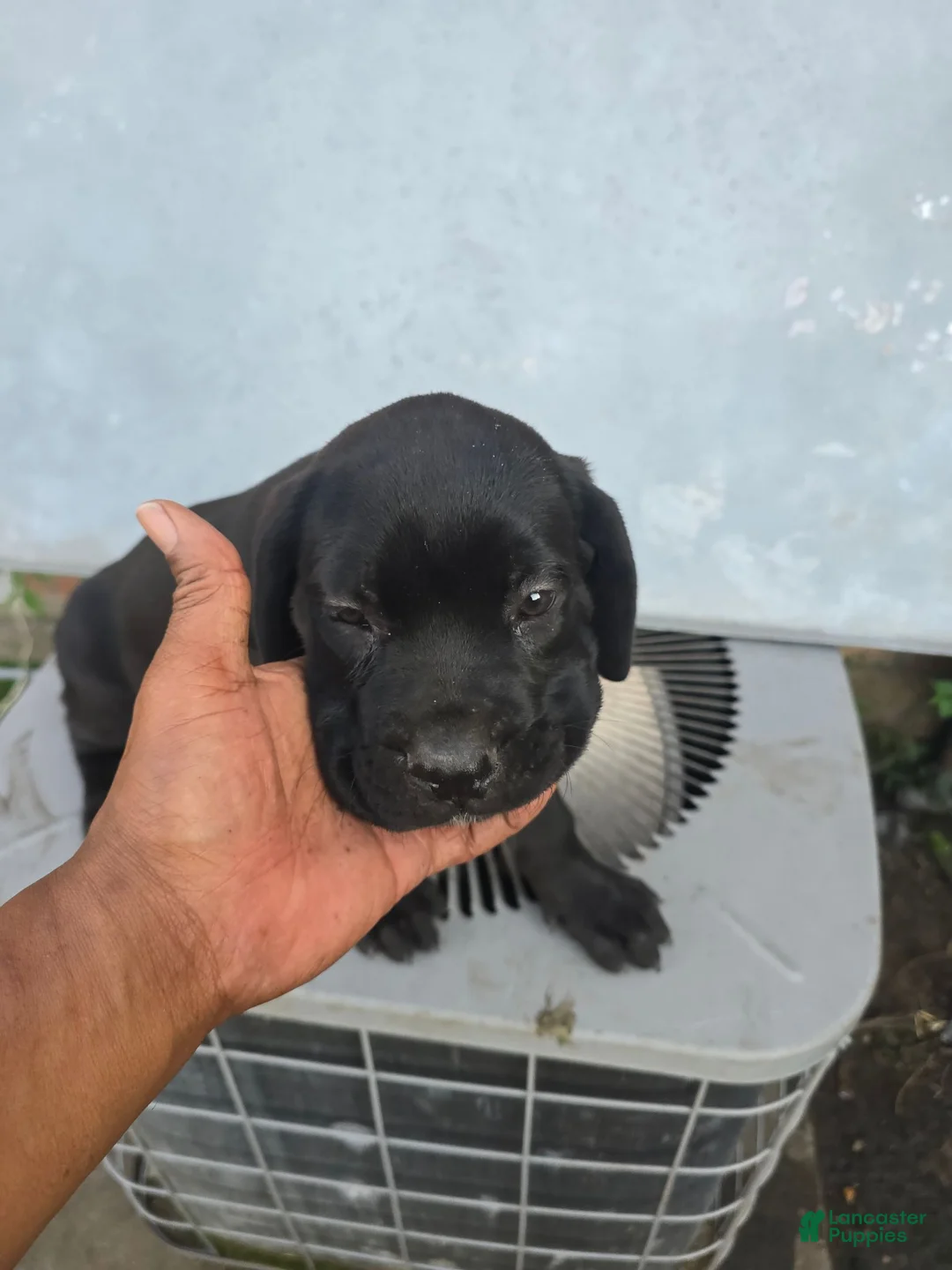 Cane Corso dogs for sale: Cane Corso 1 - Ad 1