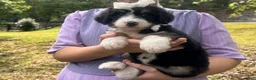 Bernedoodle dogs for sale: Ivanna - Ad 5