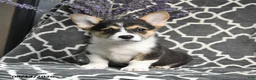 Welsh Corgi Pembroke dogs for sale: Champ  - Ad 5