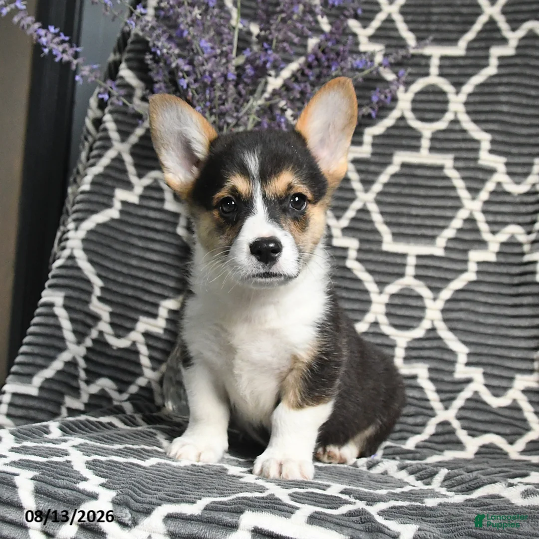 Welsh Corgi Pembroke dogs for sale: Champ  - Ad 5