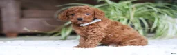 Cavapoo dogs for sale: Tyler - Ad 4