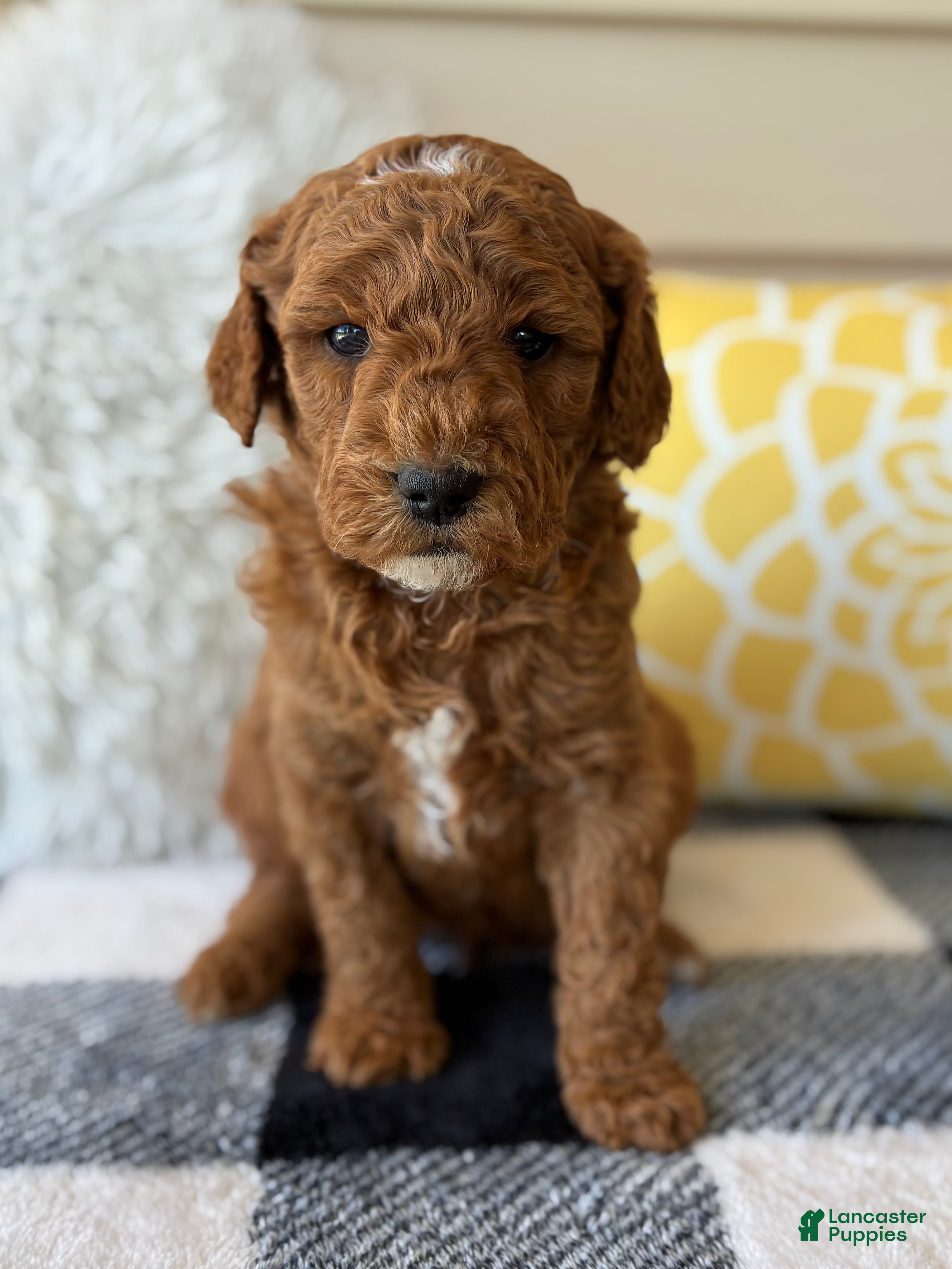 Mini Goldendoodle dogs Mini Goldendoodle “Theo” - Ad 1