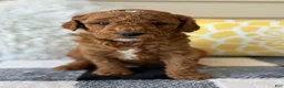 Mini Goldendoodle dogs for sale: Mini Goldendoodle “Theo” - Ad 1