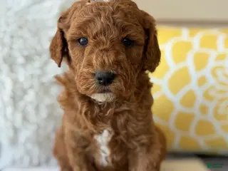 Mini Goldendoodle dogs for sale: Mini Goldendoodle “Theo” - Ad 1