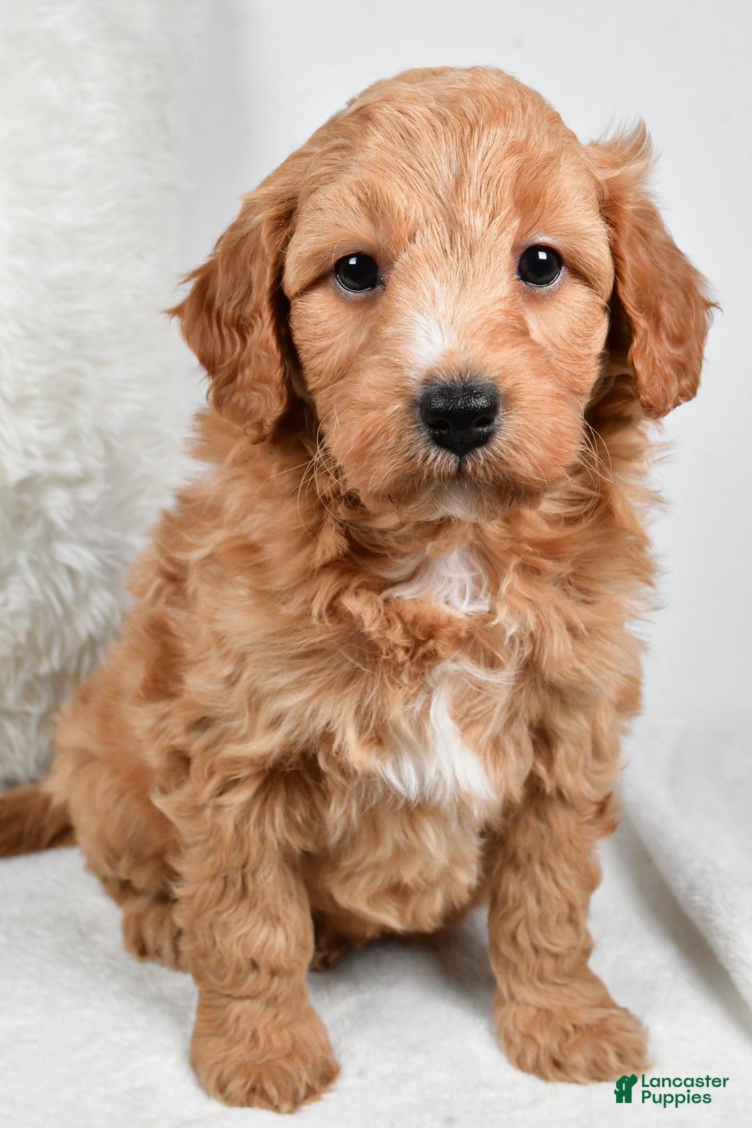 Mini Goldendoodle dogs for sale: Dusty - Ad 1