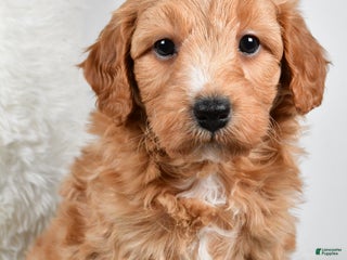 Mini Goldendoodle dogs Dusty - Ad 27