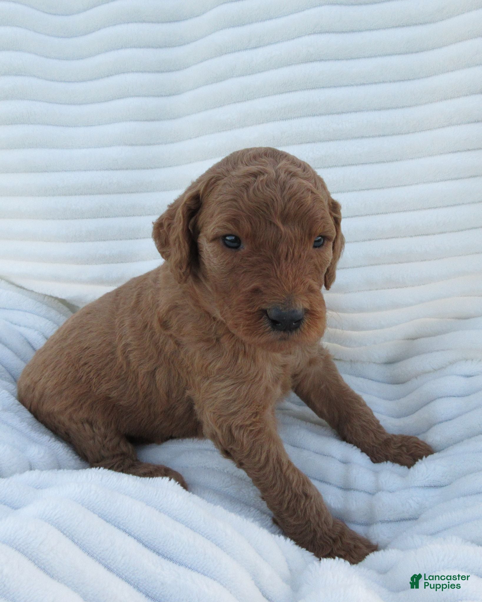 Goldendoodle dogs Rose - Ad 2