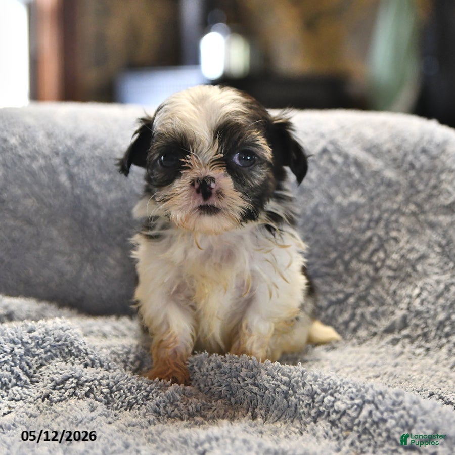 Shih Tzu dogs Kathlynn - Ad 1