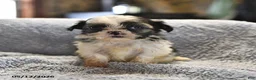 Shih Tzu dogs for sale: Kathlynn - Ad 1