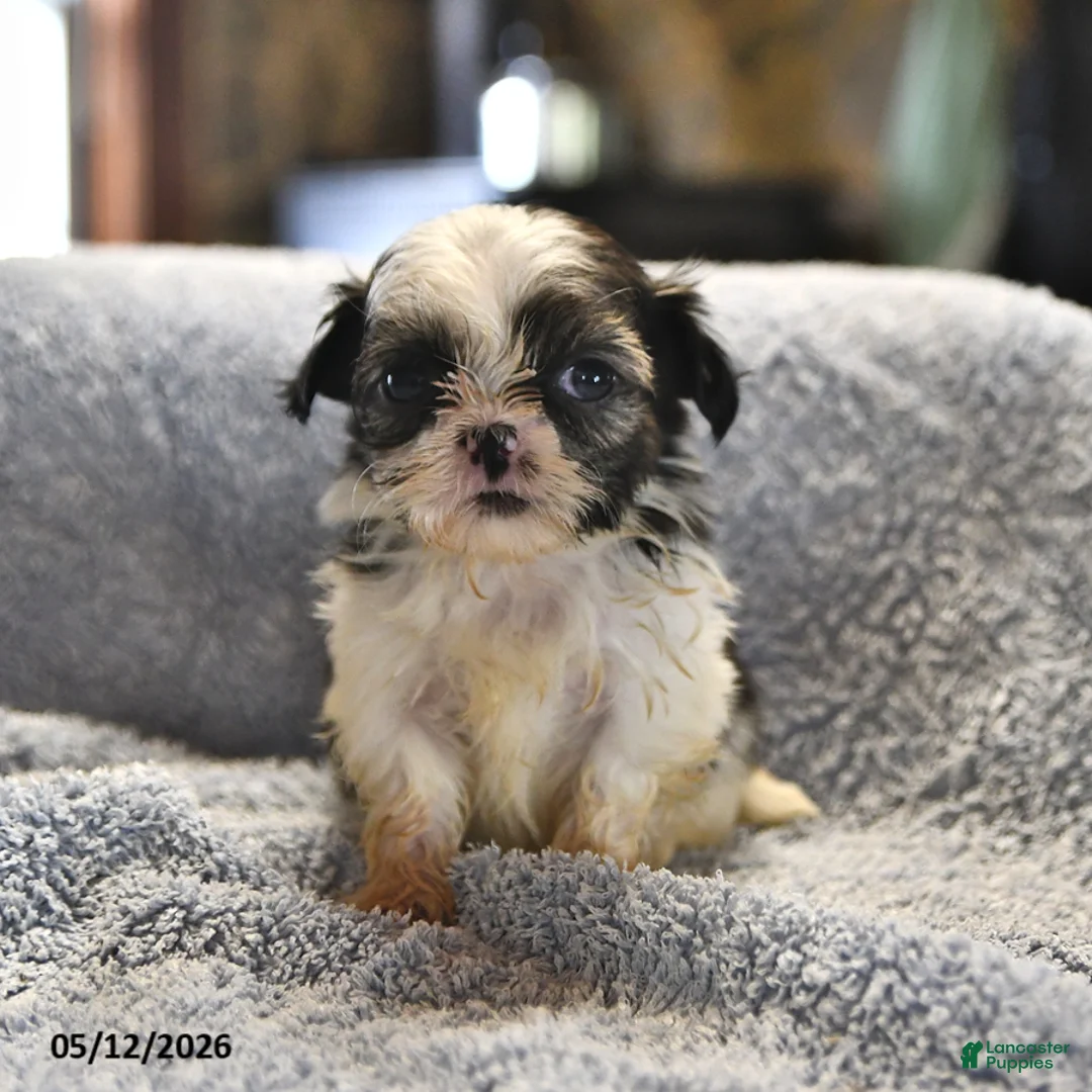 Shih Tzu dogs for sale: Kathlynn - Ad 1