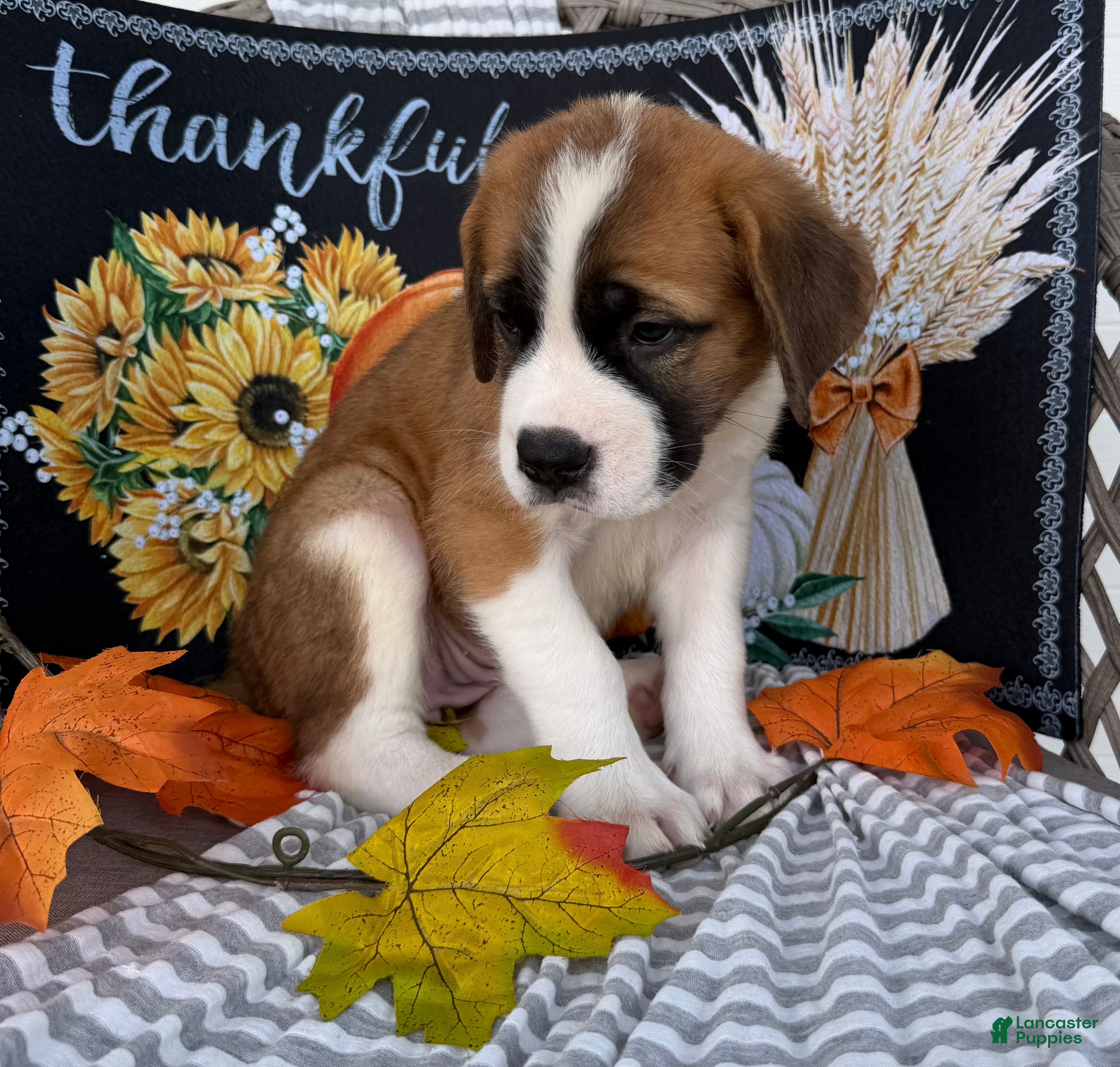 Saint Bernard dogs Beauty - Ad 2