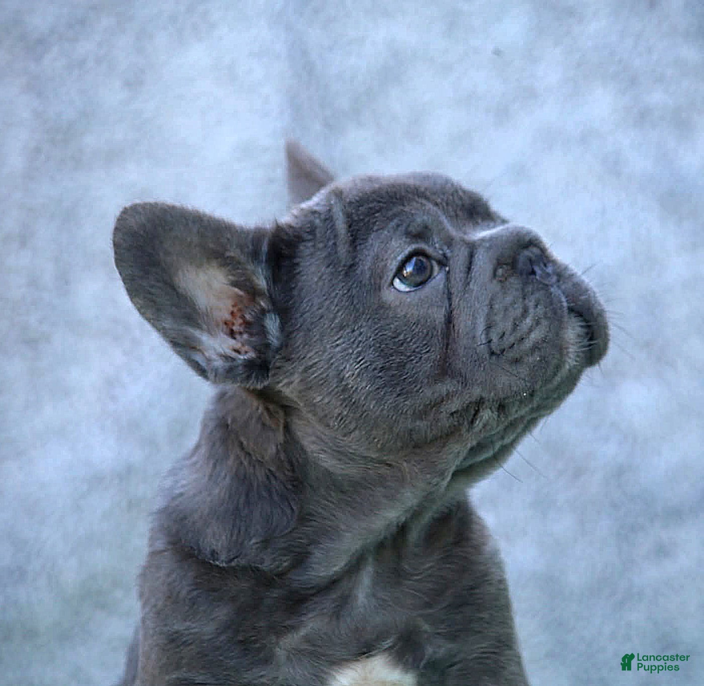 French Bulldog dogs French Bulldog Puppy 1 - Ad 2