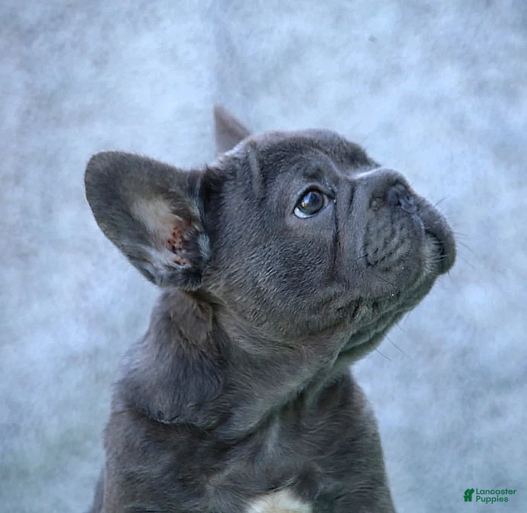 French Bulldog dogs for sale: French Bulldog Puppy 1 - Ad 2