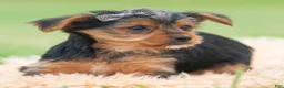 Yorkshire Terrier dogs for sale: Squiggles - Ad 4
